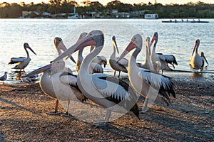 Side View of Pelicans on Riverside at Sunset in Noosaville,Queensland,Australia. Wild Animal Concept