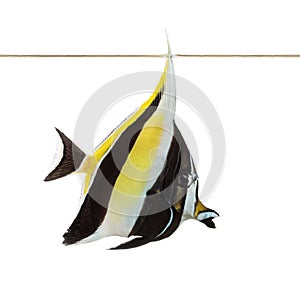 Side view of a Pennant Coralfish swimming under water line photo