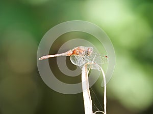 Side view perching blood-red darter, Sympetrum sanguineum photo
