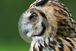Side view of Peruvian Striped Owl
