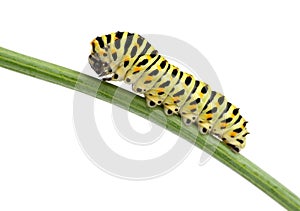 Side view of pest green caterpillar isolated on