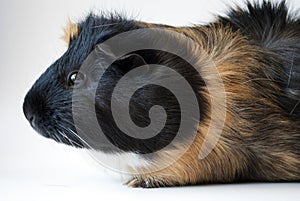 Side on view of pet guinea pig
