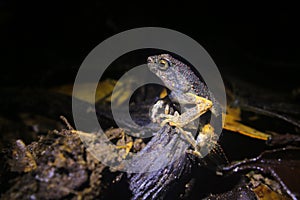 Side view of a Peter`s dwarf frog, Engystomops petersi, a dark brown frog or toad with orange dots and a white belly sitting on a