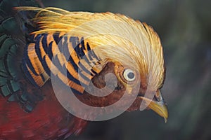 Side view of a pheasant head with golden hair