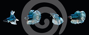 Side view photo collage of green white halfmoon type of betta splendens siamese fighting fish isolated on black color background.