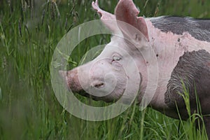 Side view photo of a pietrain young pig on the meadow