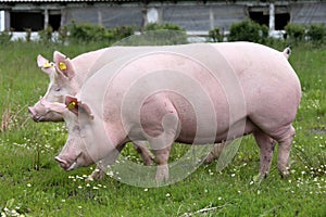 Side view photo of pink colored young sows on the meadow