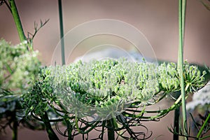 side view photo of raw carrot seeds on plant