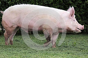 Side view photo of a young domestic pig sow on animal farm summertime