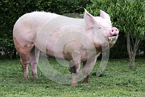 Side view photo of a young domestic pig sow on animal farm summertime