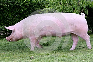 Side view photo of a young domestic pig sow on animal farm summertime