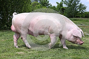 Domestic pink colored sow graze on pasture