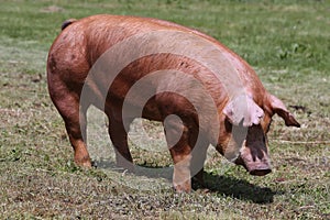 Side view photo of young pig near the farm