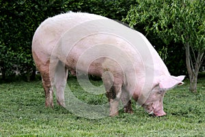 Side view photo of a young pig sow farmland