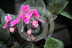 Side view of pink african violet buds on peduncles