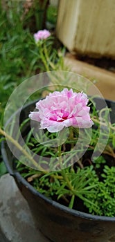 Side view of pink double-flowered moss-rose & x28;Portilaca grandifolia& x29;.