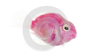 Side view of a pink fresh water fish swimming