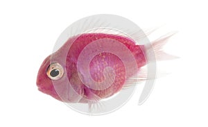 Side view of a pink fresh water fish swimming, isolated