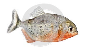 Side view on a Piranha fish photo