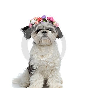 Side view of playful shih tzu standing on two legs