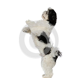 Side view of playful shih tzu standing on two legs