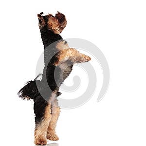 Side view of playful yorkie standing on back paws
