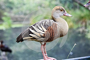 this is a side view of a plumed whistliing duck