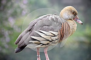 this is a side view of a plumed whistling duck