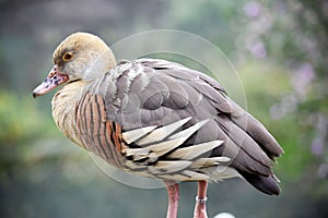 this is a side view of a plumed whistling ducks