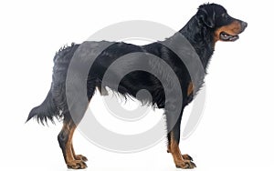 The side view of a poised Beauceron dog, isolated on a white backdrop, displays its strong physique and attentive stance