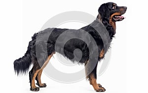 The side view of a poised Beauceron dog, isolated on a white backdrop, displays its strong physique and attentive stance