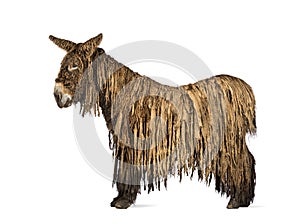 Side view of a Poitou donkey, isolated on white