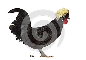 Side view of a Polish rooster defecating on white background