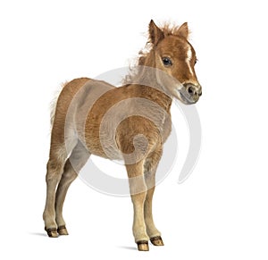 Side view of a poney, foal against white background