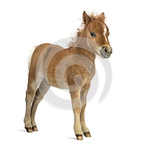 Side view of a poney, foal against white background photo