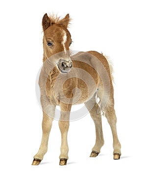 Side view of a poney, foal facing against white background photo