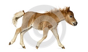 Side view of a poney, foal trotting against white background