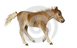 Side view of a poney, foal trotting against white background photo