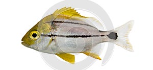 Side view of a Porkfish, Anisotremus virginicus