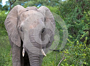 Side view portrait of an african elephant in natural habitat.