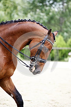 Side view portrait of a bay dressage horse during training outdo