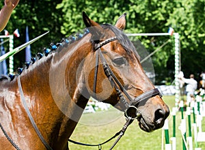 Side view portrait of a bay dressage horse during training outdo