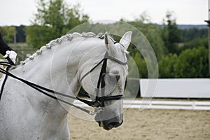 Side view portrait of a beautiful grey dressage horse during work