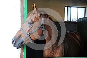 Side view portrait of a beautiful purebred anglo-arabian stallion