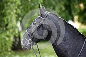 Side view portrait of a beauty young stallion