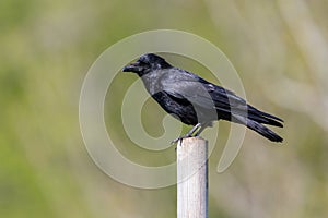 Side view portrait black raven corvus corone standing on stake