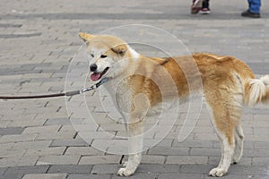 Side view portrait of brown and white Akita inu dog on a leash