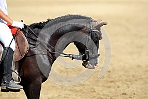 Side view portrait close up of a beautiful sport horse under sad