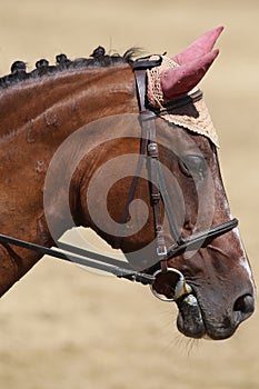 Side view portrait close up of a beautiful sport horse under sad