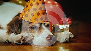 Side view: Portrait of a cute birthday dog. In a festive cap lying around gifts